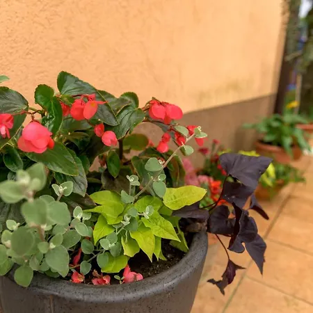 Crni Macak Appartement